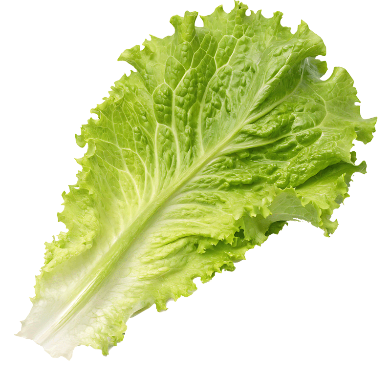 Lettuce Leaf